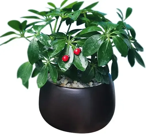 Phân tích các loại sâu bệnh thường gặp khi trồng hoa dạ yến thảo kép