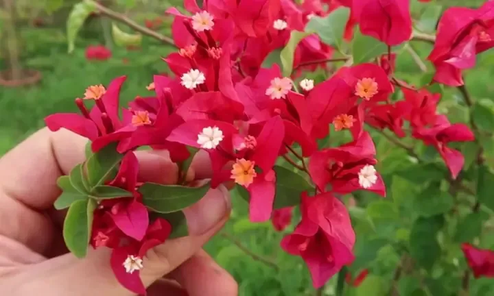 Phân tích đặc điểm sinh trưởng của phôi hoa giấy