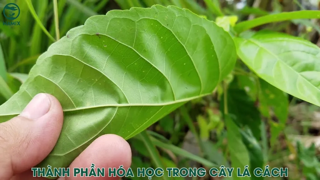 Phân tích thành phần hóa học của cây lá cách Premna serratifolia