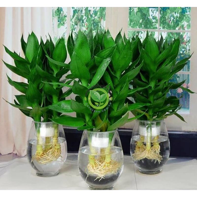 Cách Trồng Cây Phát Tài: Hướng Dẫn Chuyên Sâu Từ A Đến Z Đảm Bảo Cây Phát Triển Khỏe Mạnh