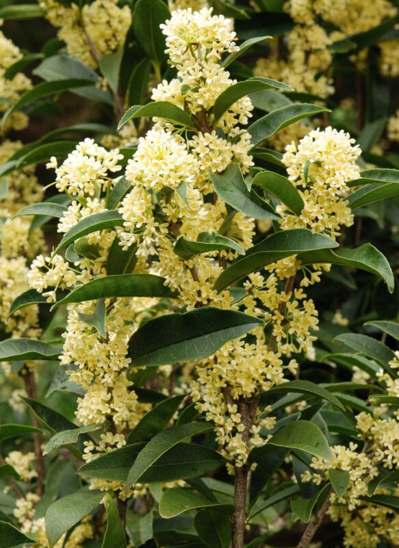 Cây Hoa Mộc Nên Trồng Ở Đâu: Hướng Dẫn Vị Trí & Phong Thủy Toàn Diện