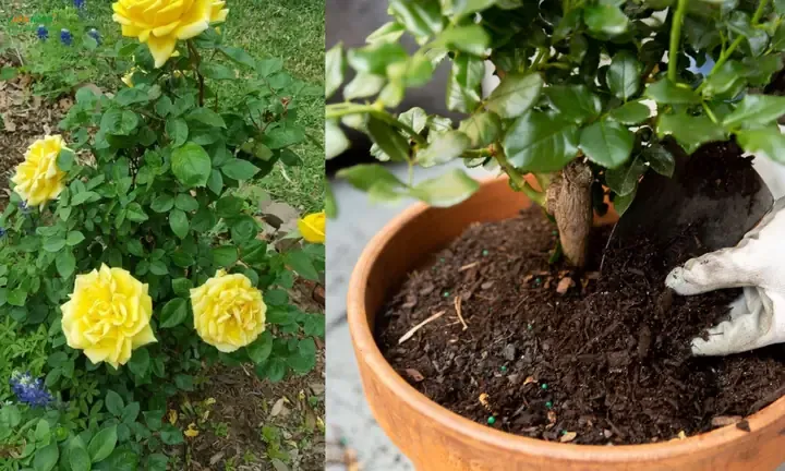 Phòng trừ sâu bệnh là bước quan trọng trong quá trình trồng và chăm sóc hoa hồng vàng