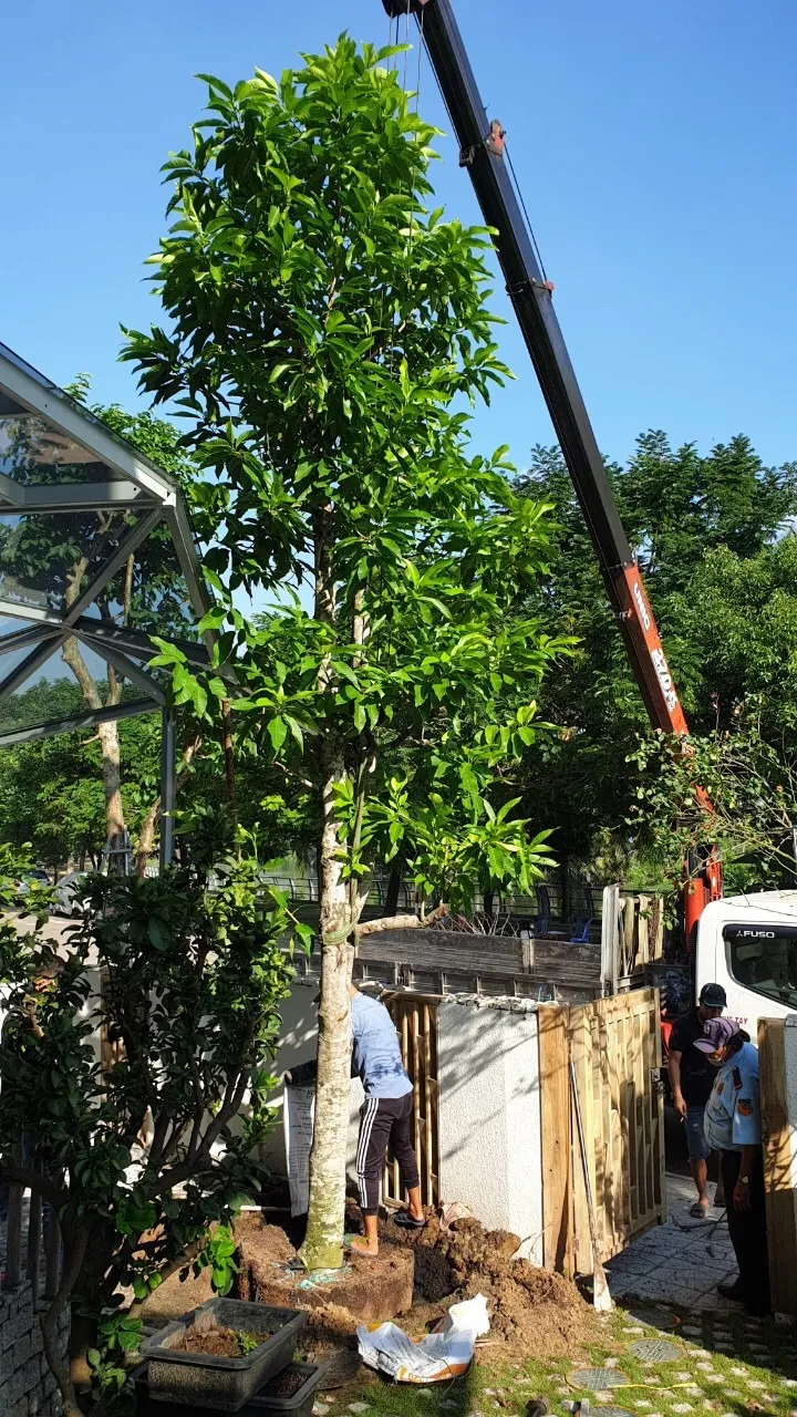 Phòng trừ sâu bệnh trên cây hoa ngọc lan