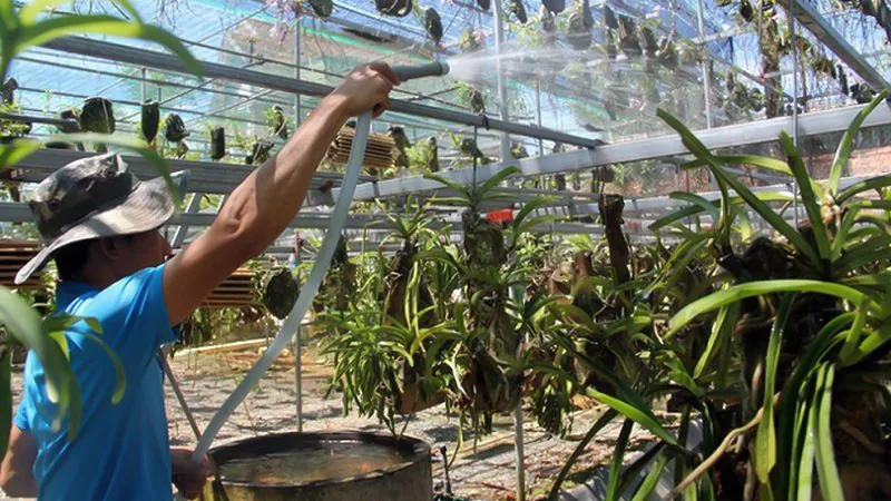 Phun sương và bón phân kích thích nhẹ là cần thiết để giúp cây phục hồi hệ rễ sau tết