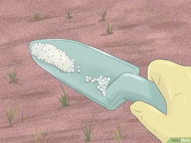 Phương pháp bón phân đúng cách cho cây cảnh trồng theo cách trồng cây hướng trọng lực