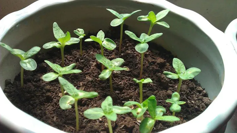 Phương pháp gieo hạt để nhân giống và trồng cây cẩm nhung