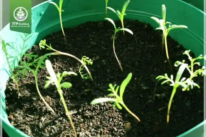 Phương Pháp Nhân Giống Hoa Sao Tím Phổ Biến và Hiệu Quả