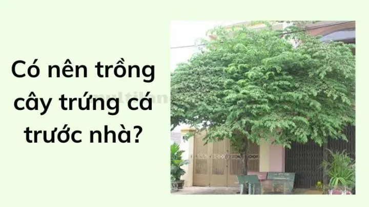 Phương pháp trồng cây trứng cá trực tiếp xuống đất trong vườn nhà