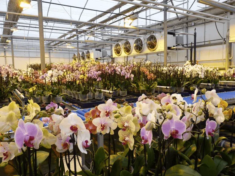 Phương pháp xử lý sâu bệnh, rệp vảy và nấm mốc trên cây lan