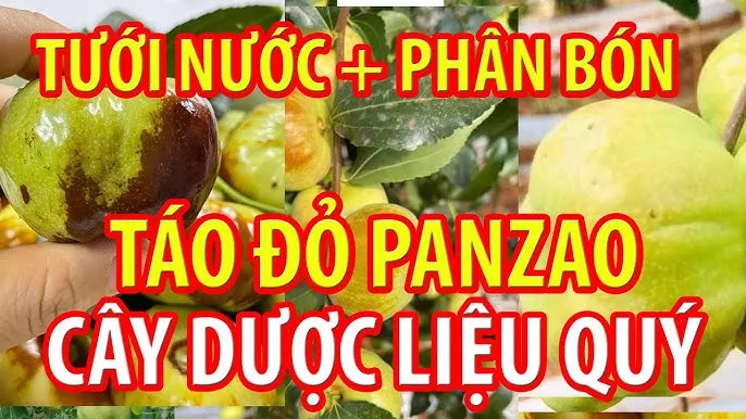 Quả bần ổi tươi đang được thu hoạch