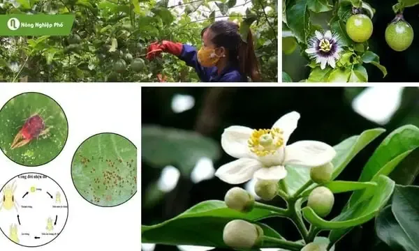 Quả sung Thái Lan đang trong giai đoạn chín mọng