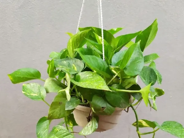 Quá trình đặt bầu đất cây Trầu Bà vào chậu treo mới theo kỹ thuật trồng