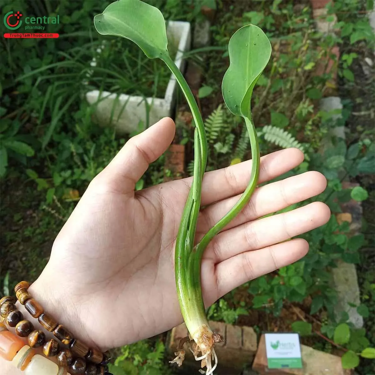 Quản lý nước tưới và độ ẩm cho cây hành tăm