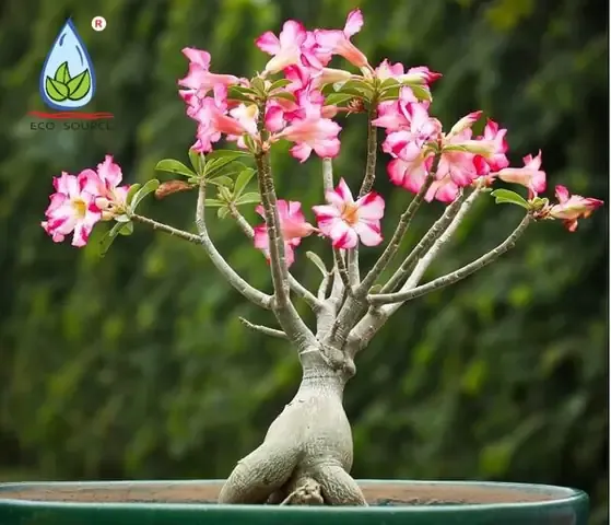 Quản lý sâu rầy, bọ trĩ tấn công mầm hoa và đọt non sầu riêng