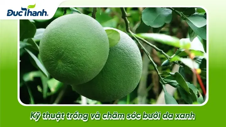 Quy trình bón phân NPK cân đối cho cây bưởi da xanh non