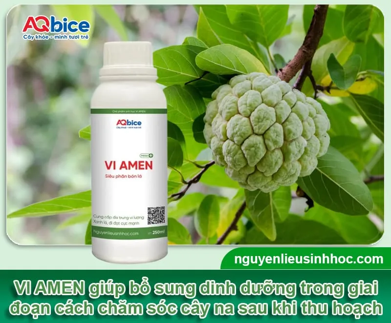 Quy trình bón phân và bổ sung dinh dưỡng hữu cơ cho cây na hồi phục sức khỏe