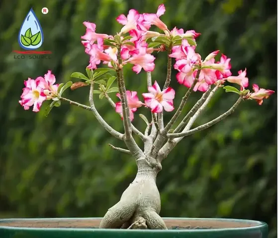 Quy trình cắt và xử lý cành giâm để thực hiện cách trồng hoa sứ bằng cành