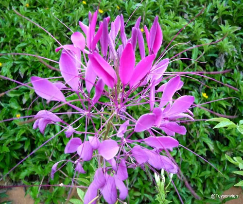 Quy trình chăm sóc cây con để hoa hồng ri phát triển khỏe mạnh