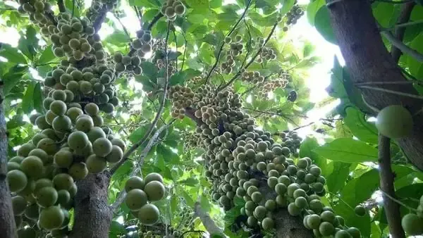 Quy trình chọn lọc và nhân giống cây dâu da xanh chất lượng