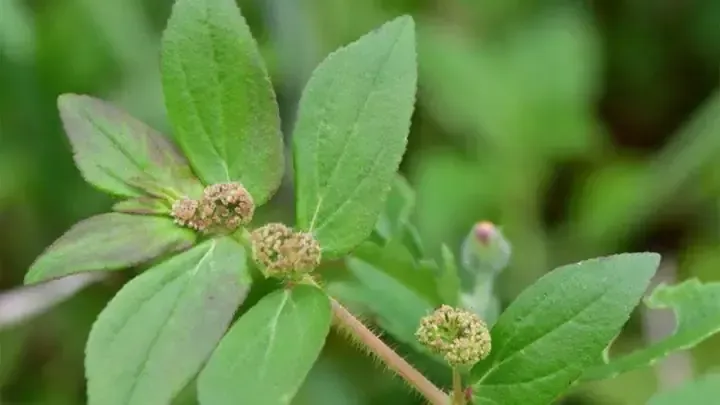 Quy trình chuẩn bị đất trồng và hạt giống cho cây cơm nếp