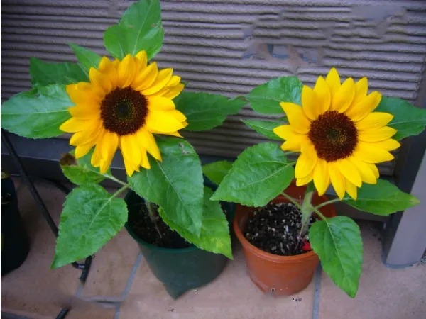 Quy trình chuyển cây hoa hướng dương lùn con vào chậu lớn