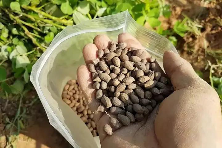 Quy trình trồng và chăm sóc cỏ lạc đạt năng suất cao