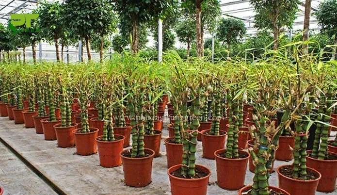 Quy trình tưới nước cho cây trúc phật bà cần được thực hiện đều đặn