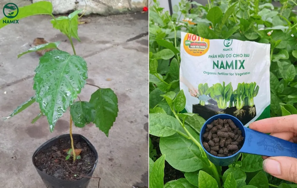 Quy trình tưới nước và bón phân cho cây trồng