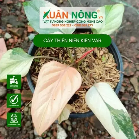 Quy trình và kỹ thuật giâm hom củ cây thiên niên kiện để nhân giống