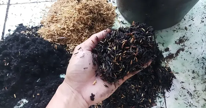 Quy trình xử lý tro trấu và xơ dừa để trồng cây cảnh