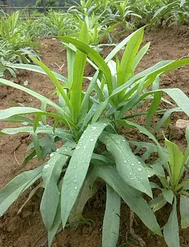 Rễ và thân cây bồ công anh sau khi thu hoạch