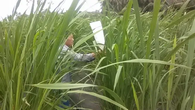 Ruộng trồng cây niễng chuyên canh để thu hoạch thân niễng làm vật liệu