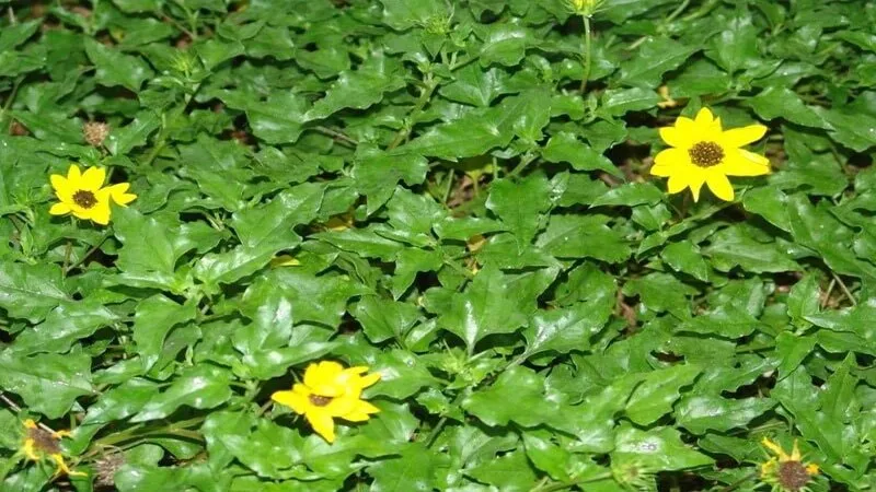 Sài đất mọc bò lan trên mặt đất - kết quả của cách trồng cây sài đất đúng kỹ thuật