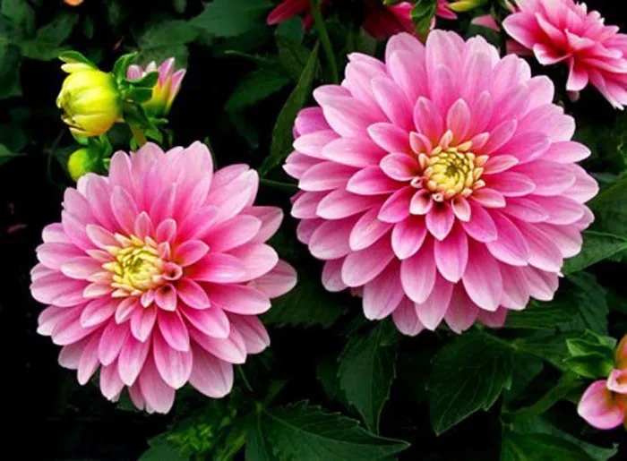 Sau 2 lần bấm ngọn từ 1 cây mẹ ban đầu sẽ cho ra từ 9 đến 15 ngọn có thể cắt đem giâm, đảm bảo số lượng cây hoa thược dược nở đúng Tết