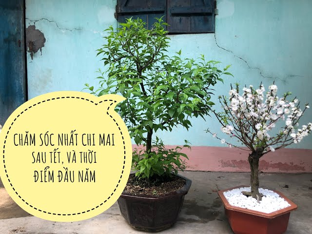 Cách Chăm Sóc Cây Mai Trắng Trong Chậu Toàn Diện Cho Người Mới Bắt Đầu