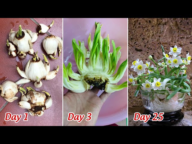 Cách Trồng Hoa Thuỷ Tiên Trong Nước: Hướng Dẫn Chi Tiết Từ A Đến Z Đạt Chuẩn Chuyên Gia