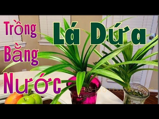 Cách Trồng Cây Lá Nếp Thơm Chi Tiết Nhất Tại Nhà Để Đạt Năng Suất Cao