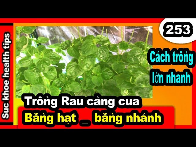 Cách Trồng Cây Rau Càng Cua Tại Nhà Đơn Giản Và Hiệu Quả