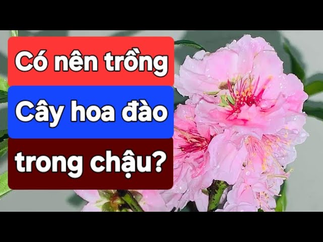 Cách Trồng Hoa Cúc Chưng Tết: Hướng Dẫn Kỹ Thuật Toàn Diện