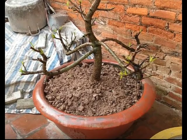 Cách Trồng Hoa Anh Đào Bonsai: Hướng Dẫn Toàn Diện Từ Chuyên Gia