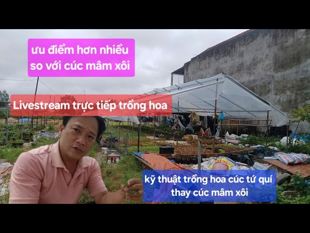 Cách Trồng Hoa Cúc Gỗ: Hướng Dẫn Chuyên Sâu Từ A Đến Z