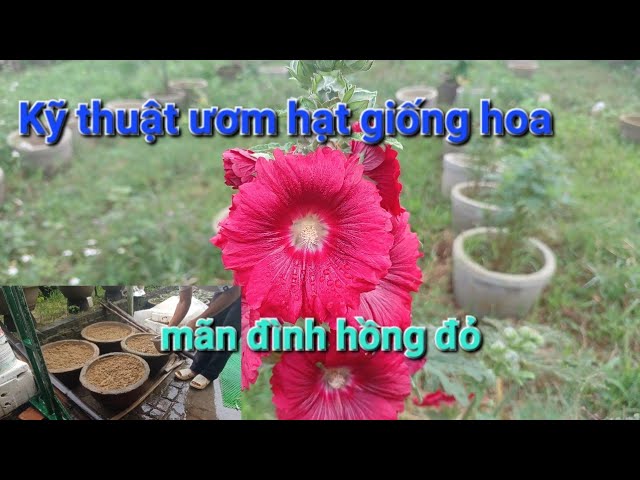 Hướng Dẫn Cách Trồng Hoa Mãn Đình Hồng Đạt Chuẩn Kỹ Thuật