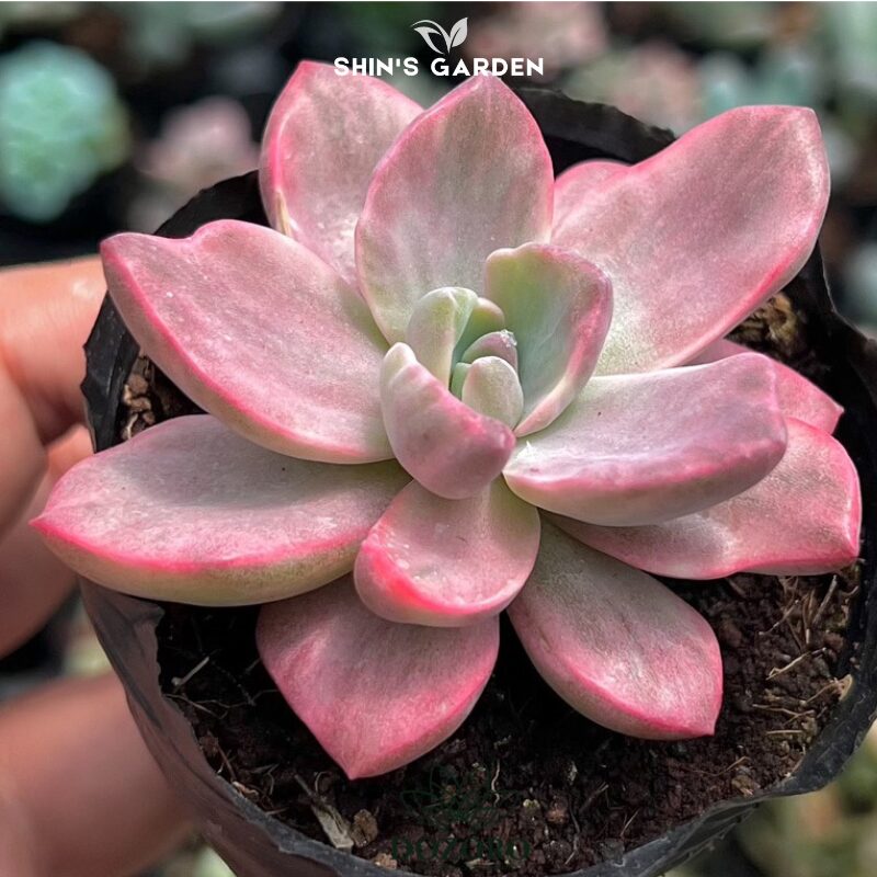 cách Chăm Sóc Hoa Hồng Mini Toàn Diện Giúp Cây Ra Hoa Bền Đẹp