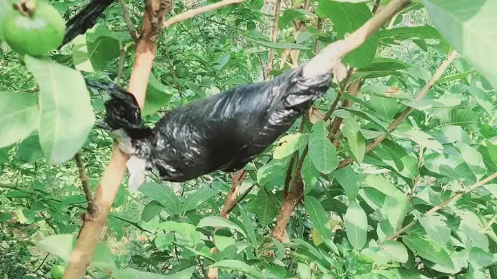 Sơ đồ chi tiết về các bước trong cách trồng cây không cần hạt giống