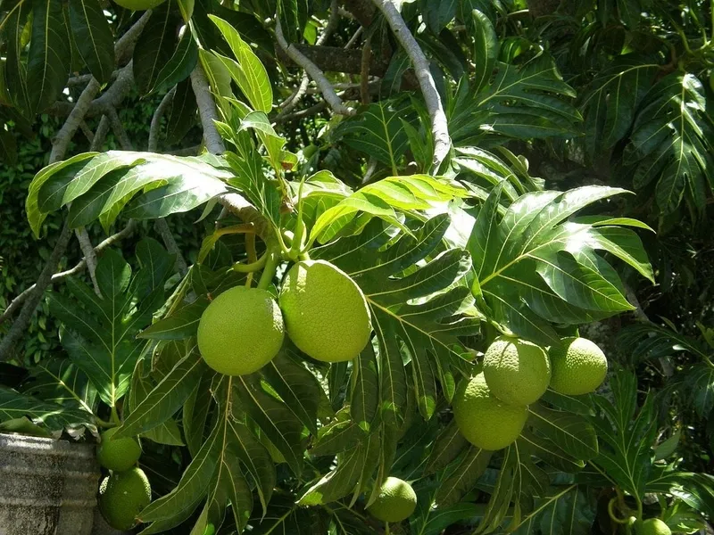 Sơ đồ vị trí trồng cây sa kê hợp lý, lệch khỏi cửa chính