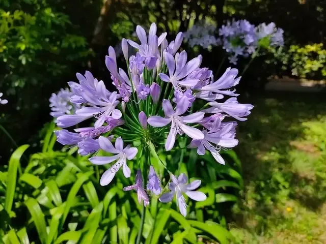 So sánh về tính thẩm mỹ của cây trồng trong nước và trồng đất