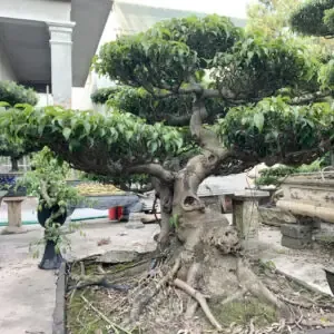 Sử dụng chậu đất nung hoặc chậu có lỗ thoát nước lớn là bí quyết thành công khi trồng Sứ Thái