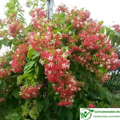 Sử dụng phân hữu cơ để làm giàu đất trồng táo