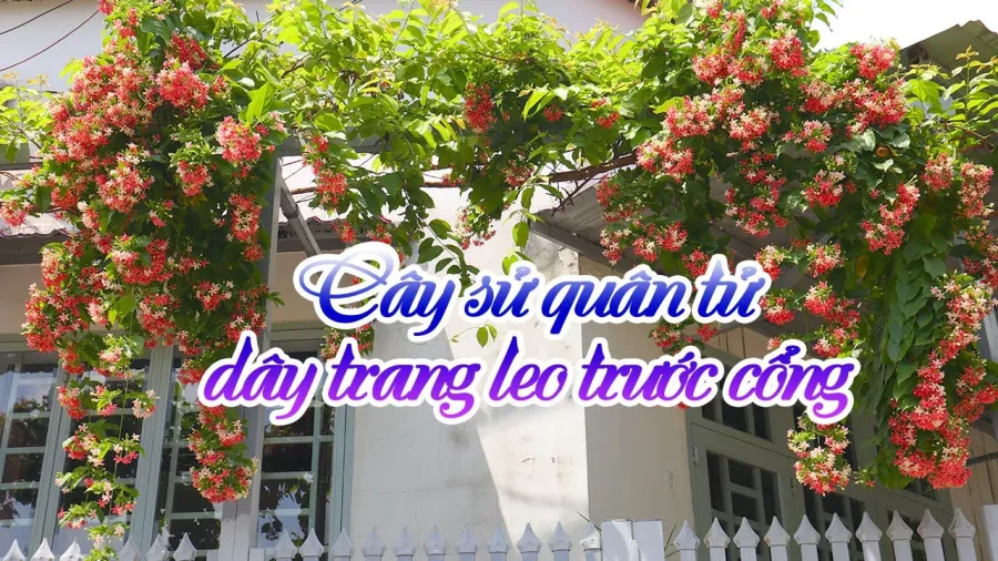 Sử Quân Tử tượng trưng cho ý chí kiên cường và mang tới suôn sẻ cho sự nghiệp