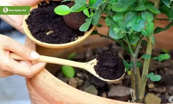 Tác dụng nổi bật của cách dùng bã cà phê trồng cây, giúp cải tạo đất và cung cấp dinh dưỡng.